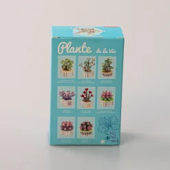 Costruzione - Pianta Grassa